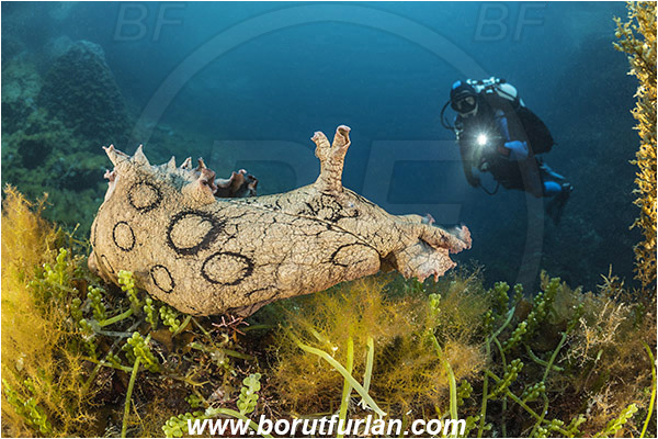 Island Susac, Croatia, Adriatic sea, Mediterranean sea, Aplysia dactylomela, Aplysia, Aplysiidae, Black-tailed sea hare, Sea hare, Nudibranch, Sea slug, Gastropoda, Mollusca, Reef, Diver