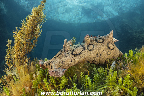 Island Susac, Croatia, Adriatic sea, Mediterranean sea, Aplysia dactylomela, Aplysia, Aplysiidae, Black-tailed sea hare, Sea hare, Nudibranch, Sea slug, Gastropoda, Mollusca, Reef