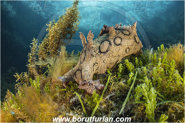 Island Susac, Croatia, Adriatic sea, Mediterranean sea, Aplysia dactylomela, Aplysia, Aplysiidae, Black-tailed sea hare, Sea hare, Nudibranch, Sea slug, Gastropoda, Mollusca, Reef