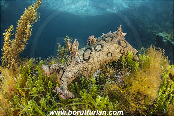 Island Susac, Croatia, Adriatic sea, Mediterranean sea, Aplysia dactylomela, Aplysia, Aplysiidae, Black-tailed sea hare, Sea hare, Nudibranch, Sea slug, Gastropoda, Mollusca, Reef