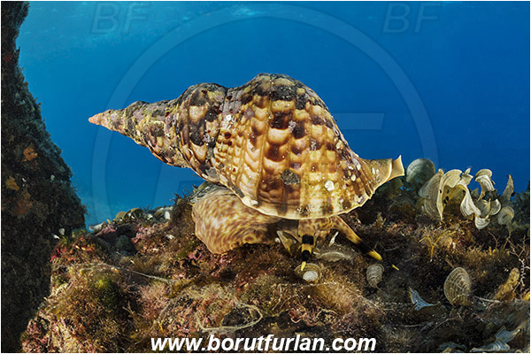 Island Susac, Croatia, Adriatic sea, Mediterranean sea, Charonia lampas, Charonia, Charoniidae, Trumpet shell, Knobbed triton, Triton, Sea snail, Gastropoda, Mollusca, Mollusc, Reef, Cave