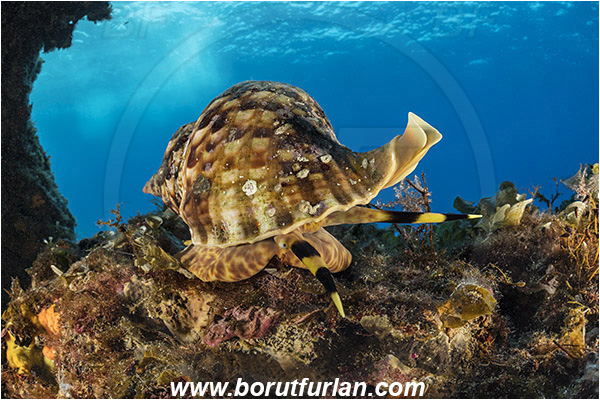 Island Susac, Croatia, Adriatic sea, Mediterranean sea, Charonia lampas, Charonia, Charoniidae, Trumpet shell, Knobbed triton, Triton, Sea snail, Gastropoda, Mollusca, Mollusc, Reef, Cave