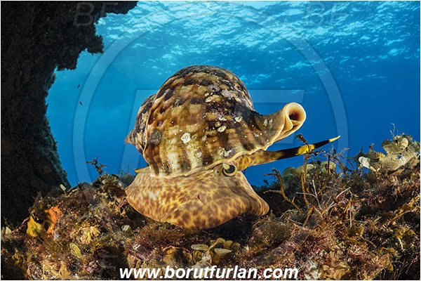 Island Susac, Croatia, Adriatic sea, Mediterranean sea, Charonia lampas, Charonia, Charoniidae, Trumpet shell, Knobbed triton, Triton, Sea snail, Gastropoda, Mollusca, Mollusc, Reef, Cave