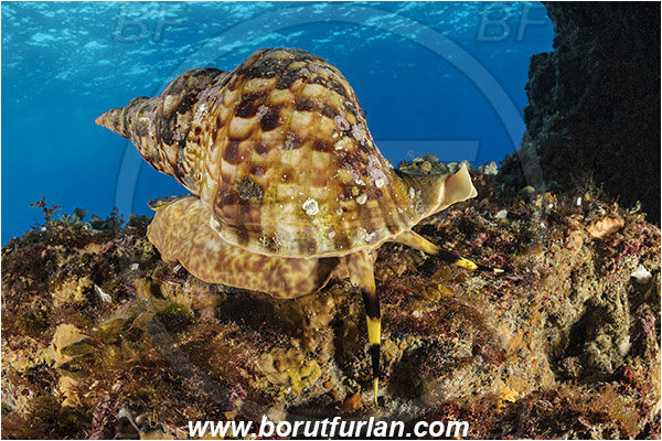 Island Susac, Croatia, Adriatic sea, Mediterranean sea, Charonia lampas, Charonia, Charoniidae, Trumpet shell, Knobbed triton, Triton, Sea snail, Gastropoda, Mollusca, Mollusc, Reef, Cave