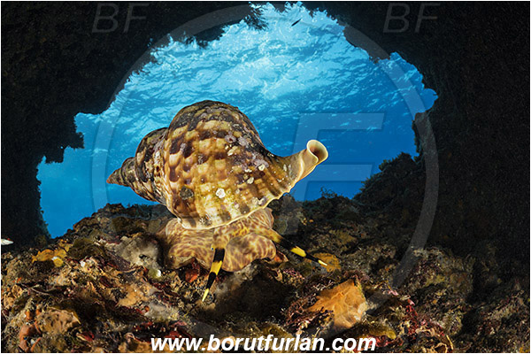 Island Susac, Croatia, Adriatic sea, Mediterranean sea, Charonia lampas, Charonia, Charoniidae, Trumpet shell, Knobbed triton, Triton, Sea snail, Gastropoda, Mollusca, Mollusc, Reef, Cave