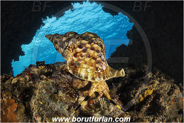 Island Susac, Croatia, Adriatic sea, Mediterranean sea, Charonia lampas, Charonia, Charoniidae, Trumpet shell, Knobbed triton, Triton, Sea snail, Gastropoda, Mollusca, Mollusc, Reef, Cave