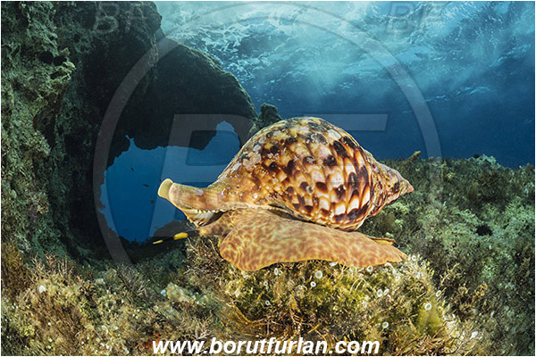 Island Susac, Croatia, Adriatic sea, Mediterranean sea, Charonia lampas, Charonia, Charoniidae, Trumpet shell, Knobbed triton, Triton, Sea snail, Gastropoda, Mollusca, Mollusc, Reef, Window