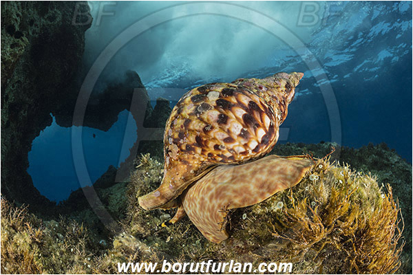 Island Susac, Croatia, Adriatic sea, Mediterranean sea, Charonia lampas, Charonia, Charoniidae, Trumpet shell, Knobbed triton, Triton, Sea snail, Gastropoda, Mollusca, Mollusc, Reef, Window