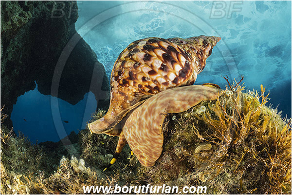 Island Susac, Croatia, Adriatic sea, Mediterranean sea, Charonia lampas, Charonia, Charoniidae, Trumpet shell, Knobbed triton, Triton, Sea snail, Gastropoda, Mollusca, Mollusc, Reef, Window
