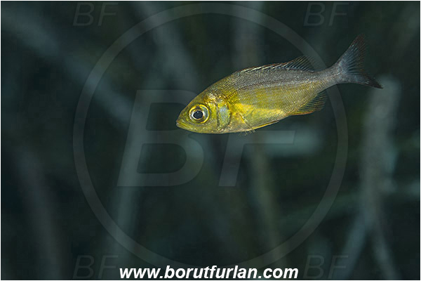 Island Susac, Croatia, Adriatic sea, Mediterranean sea, Spondyliosoma cantharus, Spondyliosoma, Sparidae, Black seabream, Seabream, Fish, Juvenile