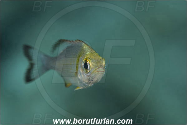 Island Susac, Croatia, Adriatic sea, Mediterranean sea, Spondyliosoma cantharus, Spondyliosoma, Sparidae, Black seabream, Seabream, Fish, Juvenile