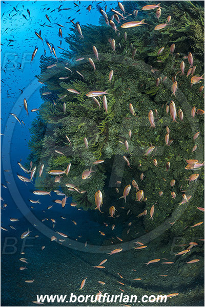 Island Susac, Croatia, Adriatic sea, Mediterranean sea, Paramuricea clavata, Paramuricea, Plexauridae, Mediterranean gorgonian, Sea fan, Coral, Cnidaria, Cnidarian, Anthias anthias, Anthias, Serranidae, Swallowtail seaperch, Seaperch, Fish, Fish school, Reef, Deep reef