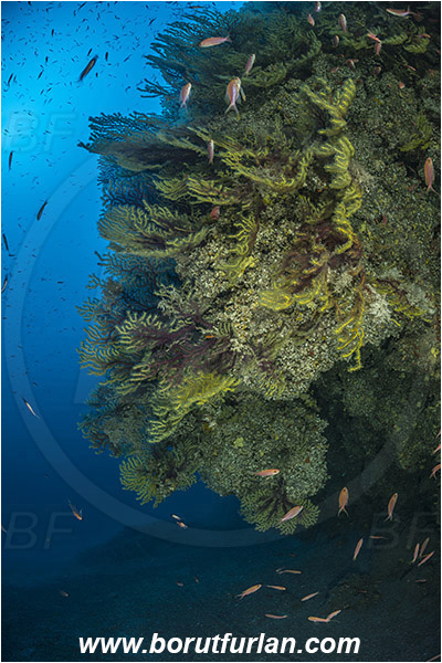 Island Susac, Croatia, Adriatic sea, Mediterranean sea, Paramuricea clavata, Paramuricea, Plexauridae, Mediterranean gorgonian, Sea fan, Coral, Cnidaria, Cnidarian, Reef, Deep reef