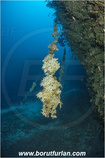 Island Susac, Croatia, Adriatic sea, Mediterranean sea, Salmacina sp., Salmacina, Serpulidae, Colony of tangled tube worm, Worm, Polychaeta, Discarded fishing line, Fishing line, Reef, Wall