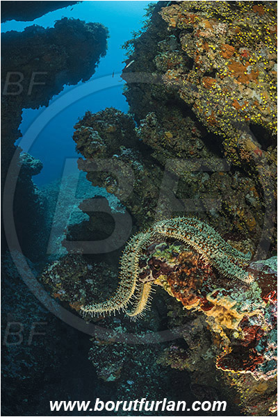 Island Susac, Croatia, Adriatic sea, Mediterranean sea, Marthasterias glacialis, Marthasterias, Asteriidae, Spiny starfish, Strafish, Asteroidea, Echinodermata, Echinoderm, Reef, Canyon