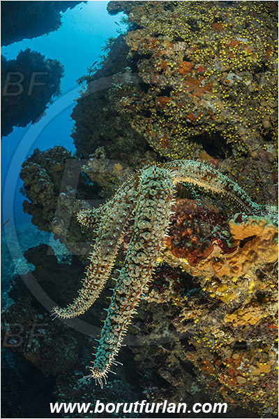 Island Susac, Croatia, Adriatic sea, Mediterranean sea, Marthasterias glacialis, Marthasterias, Asteriidae, Spiny starfish, Strafish, Asteroidea, Echinodermata, Echinoderm, Reef, Canyon