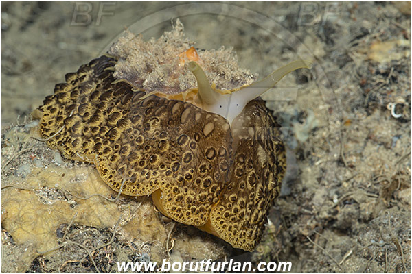 Island Susac, Croatia, Adriatic sea, Mediterranean sea, Umbraculum umbraculum, Umbraculum, Umbraculidae, Umbrella slug, Sea snail, Gastropoda, Mollusca, Mollusc