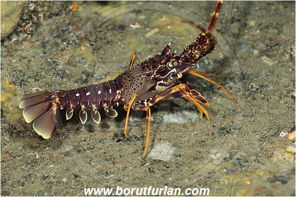 Island Susac, Croatia, Adriatic sea, Mediterranean sea, Palinurus elephas, Palinurus, Palinuridae, Decapoda, European spiny lobster, Spiny lobster, Lobster, Crustacea, Crustacean, Juvenile