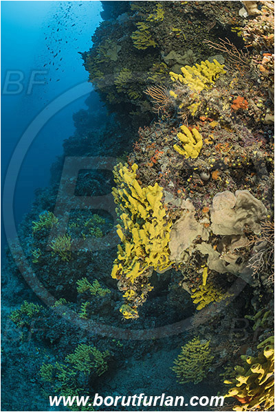Island Lastovo, Croatia, Adriatic sea, Mediterranean sea, Aplysina aerophoba, Aplysina, Aplysinidae, Yellow Tube Sponge, Golden Sponge, Sponge, Porifera, Reef