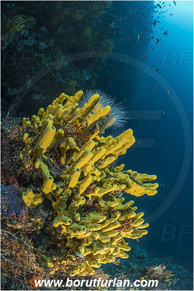 Island Lastovo, Croatia, Adriatic sea, Mediterranean sea, Aplysina aerophoba, Aplysina, Aplysinidae, Yellow Tube Sponge, Golden Sponge, Sponge, Porifera, Reef