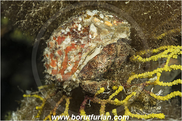 Island Susac, Croatia, Adriatic sea, Mediterranean sea, Dromia personata, Dromia, Dromiidae, Decapoda, Crustacea, Crustacean, Sponge crab, Crab