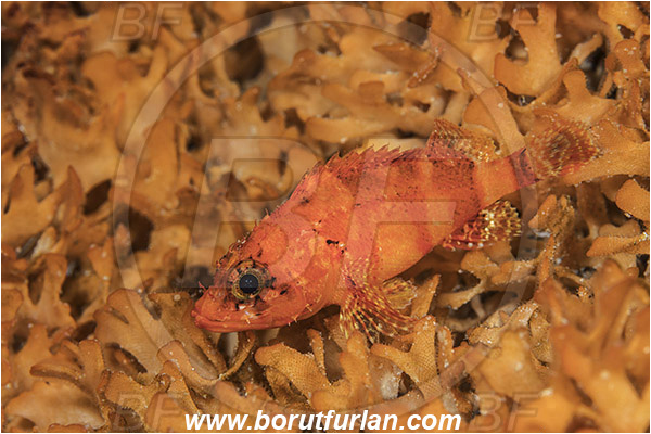 Island Susac, Croatia, Adriatic sea, Mediterranean sea, Scorpaena notata, Scorpaena, Scorpaenidae, Small red scorpionfish, Scorpionfish, Fish