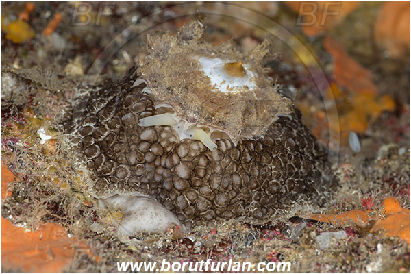 Island Susac, Croatia, Adriatic sea, Mediterranean sea, Umbraculum umbraculum, Umbraculum, Umbraculidae, Umbrella slug, Sea snail, Gastropoda, Mollusca, Mollusc