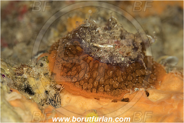 Island Susac, Croatia, Adriatic sea, Mediterranean sea, Umbraculum umbraculum, Umbraculum, Umbraculidae, Umbrella slug, Sea snail, Gastropoda, Mollusca, Mollusc