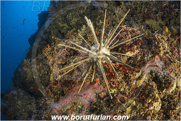 Island Susac, Croatia, Adriatic sea, Mediterranean sea, Stylocidaris affinis, Stylocidaris, Cidaridae, Red lance urchin, Sea urchin, Echinoidea, Echinodermata, Echinoderm, Reef
