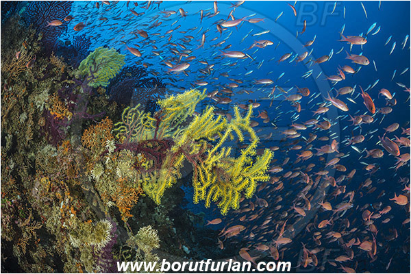 Island Susac, Croatia, Adriatic sea, Mediterranean sea, Paramuricea clavata, Paramuricea, Plexauridae, Mediterranean gorgonian, Sea fan, Coral, Cnidaria, Cnidarian, Anthias anthias, Anthias, Serranidae, Swallowtail seaperch, Seaperch, Fish, Fish school, Reef