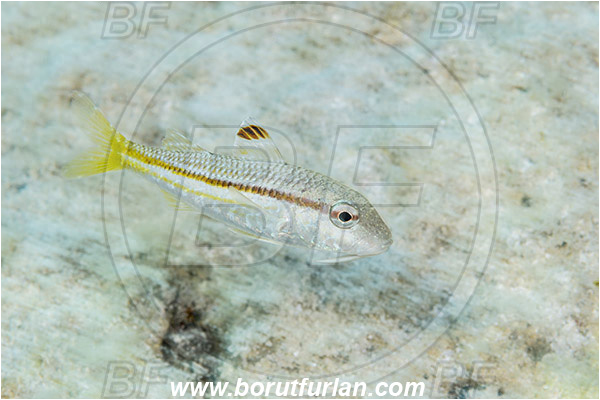 Island Susac, Croatia, Adriatic sea, Mediterranean sea, Mullus surmuletus, Mullus, Mullidae, Striped red mullet, Mullet, Goatfish, Fish, Juvenile