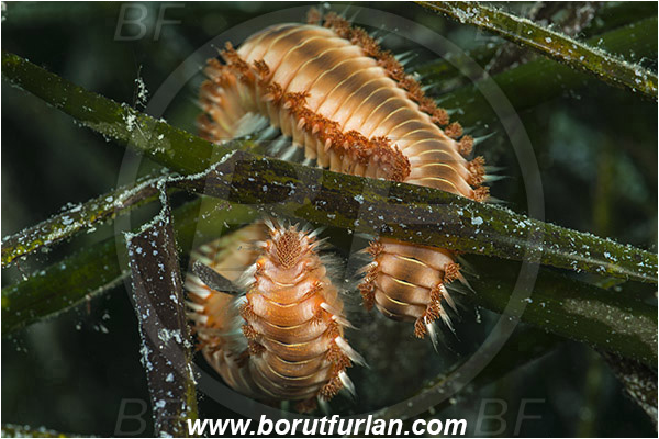 Island Susac, Croatia, Adriatic sea, Mediterranean sea, Hermodice carunculata, Hermodice, Amphinomidae, Bearded fireworm, Fireworm, Worm, Polychaeta