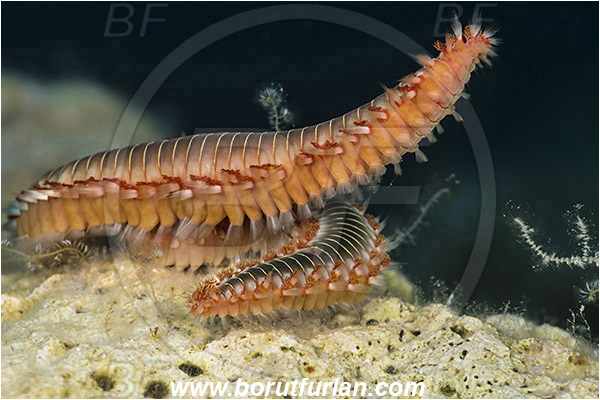 Island Susac, Croatia, Adriatic sea, Mediterranean sea, Hermodice carunculata, Hermodice, Amphinomidae, Bearded fireworm, Fireworm, Worm, Polychaeta, Mating