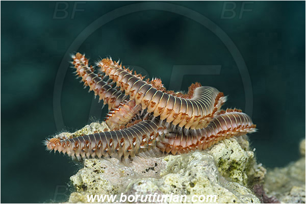 Island Susac, Croatia, Adriatic sea, Mediterranean sea, Hermodice carunculata, Hermodice, Amphinomidae, Bearded fireworm, Fireworm, Worm, Polychaeta, Mating