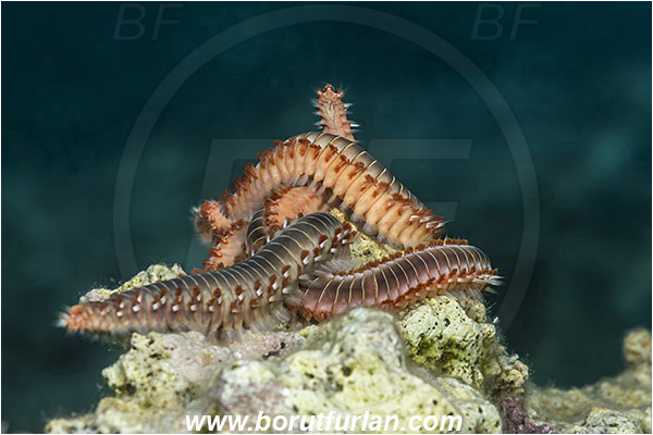 Island Susac, Croatia, Adriatic sea, Mediterranean sea, Hermodice carunculata, Hermodice, Amphinomidae, Bearded fireworm, Fireworm, Worm, Polychaeta, Mating