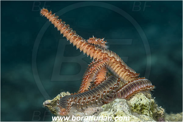 Island Susac, Croatia, Adriatic sea, Mediterranean sea, Hermodice carunculata, Hermodice, Amphinomidae, Bearded fireworm, Fireworm, Worm, Polychaeta, Mating