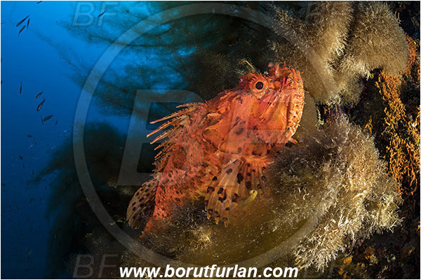 Island Susac, Croatia, Adriatic sea, Mediterranean sea, Reef, Scorpaena scrofa, Scorpaena, Scorpaenidae, Great red scorpionfish, Scorpionfish, Fish, Algae