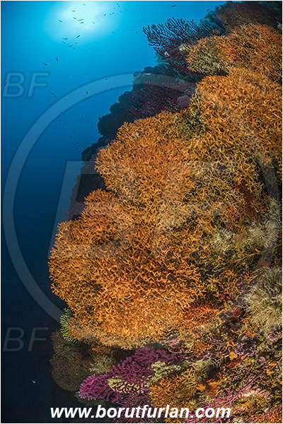 Island Susac, Croatia, Adriatic sea, Mediterranean sea, Pentapora fascialis, Pentapora, Bitectiporidae, Bryozoa, Bryozoan, Reef