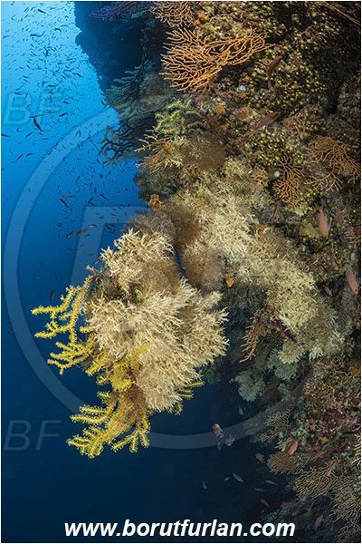 Island Susac, Croatia, Adriatic sea, Mediterranean sea, Paramuricea clavata, Paramuricea, Plexauridae, Mediterranean gorgonian, Sea fan, Coral, Cnidaria, Cnidarian, Reef, Salmacina sp., Salmacina, Serpulidae, Colony of tangled tube worm, Worm, Polychaeta