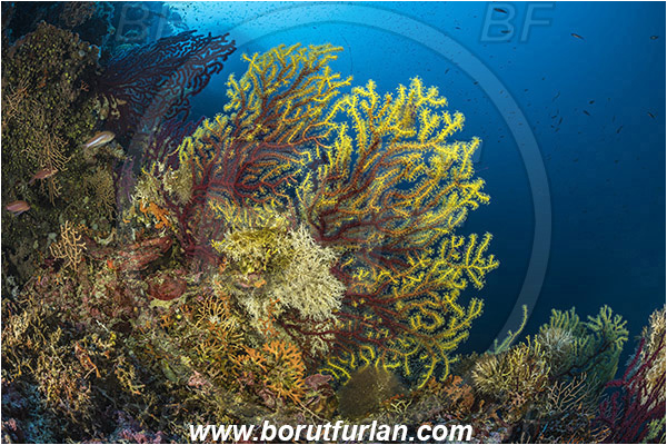 Island Susac, Croatia, Adriatic sea, Mediterranean sea, Paramuricea clavata, Paramuricea, Plexauridae, Mediterranean gorgonian, Sea fan, Coral, Cnidaria, Cnidarian, Reef