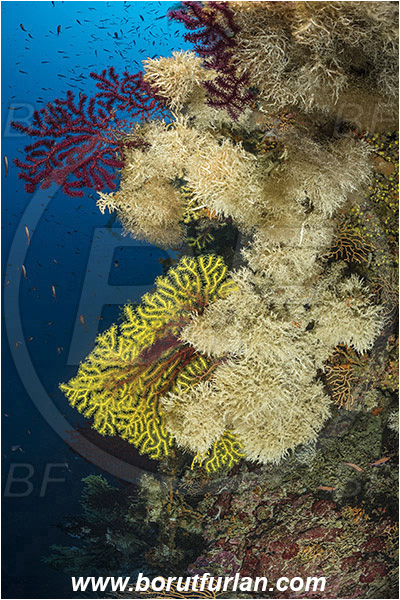 Island Susac, Croatia, Adriatic sea, Mediterranean sea, Paramuricea clavata, Paramuricea, Plexauridae, Mediterranean gorgonian, Sea fan, Coral, Cnidaria, Cnidarian, Reef, Salmacina sp., Salmacina, Serpulidae, Colony of tangled tube worm, Worm, Polychaeta