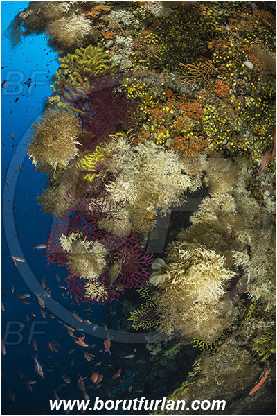 Island Susac, Croatia, Adriatic sea, Mediterranean sea, Paramuricea clavata, Paramuricea, Plexauridae, Mediterranean gorgonian, Sea fan, Coral, Cnidaria, Cnidarian, Reef, Salmacina sp., Salmacina, Serpulidae, Colony of tangled tube worm, Worm, Polychaeta