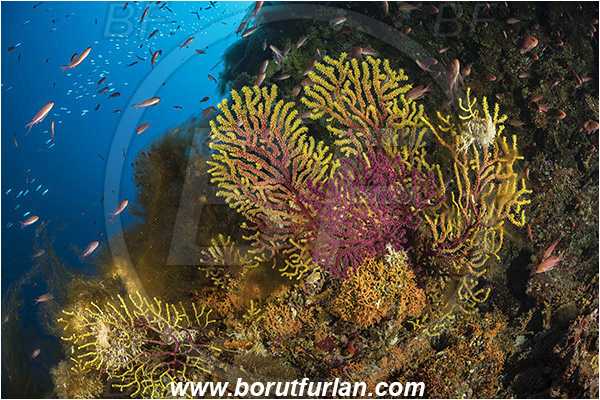 Island Susac, Croatia, Adriatic sea, Mediterranean sea, Paramuricea clavata, Paramuricea, Plexauridae, Mediterranean gorgonian, Sea fan, Coral, Cnidaria, Cnidarian, Reef, Algae over corals