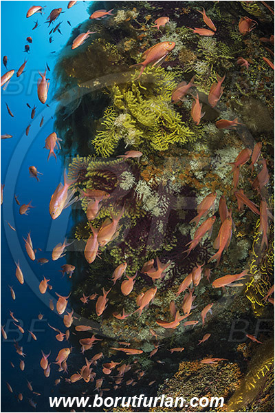 Island Susac, Croatia, Adriatic sea, Mediterranean sea, Paramuricea clavata, Paramuricea, Plexauridae, Mediterranean gorgonian, Sea fan, Coral, Cnidaria, Cnidarian, Anthias anthias, Anthias, Serranidae, Swallowtail seaperch, Seaperch, Fish, Fish school, Reef