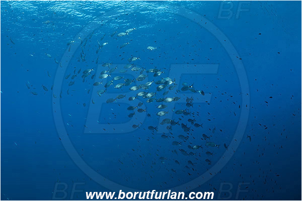 Island Susac, Croatia, Adriatic sea, Mediterranean sea, Oblada melanura, Oblada, Sparidae, Saddled seabream, Seabream, Fish, Fish school