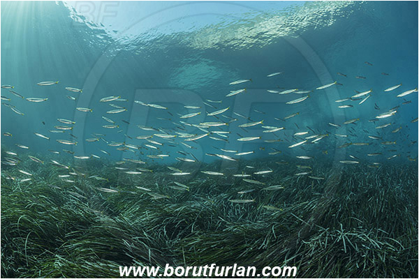Island Susac, Croatia, Adriatic sea, Mediterranean sea, Reef, Posidonia oceanica, Posidonia, Posidoniaceae, Seagrass, Seagrass meadow, Sphyraena sphyraena, Sphyraena, Sphyraenidae, European barracuda, Barracuda, Fish, Fish school, Juvenile