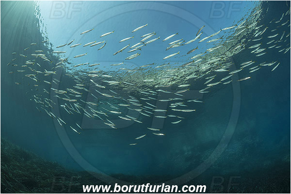Island Susac, Croatia, Adriatic sea, Mediterranean sea, Reef, Posidonia oceanica, Posidonia, Posidoniaceae, Seagrass, Seagrass meadow, Sphyraena sphyraena, Sphyraena, Sphyraenidae, European barracuda, Barracuda, Fish, Fish school, Juvenile