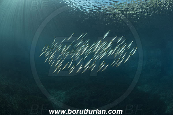 Island Susac, Croatia, Adriatic sea, Mediterranean sea, Reef, Posidonia oceanica, Posidonia, Posidoniaceae, Seagrass, Seagrass meadow, Sphyraena sphyraena, Sphyraena, Sphyraenidae, European barracuda, Barracuda, Fish, Fish school, Juvenile