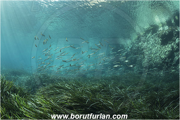 Island Susac, Croatia, Adriatic sea, Mediterranean sea, Reef, Posidonia oceanica, Posidonia, Posidoniaceae, Seagrass, Seagrass meadow, Sphyraena sphyraena, Sphyraena, Sphyraenidae, European barracuda, Barracuda, Fish, Fish school, Juvenile