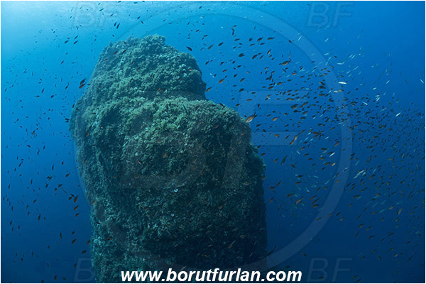 Island Susac, Croatia, Adriatic sea, Mediterranean sea, Reef, Rock, Fish school